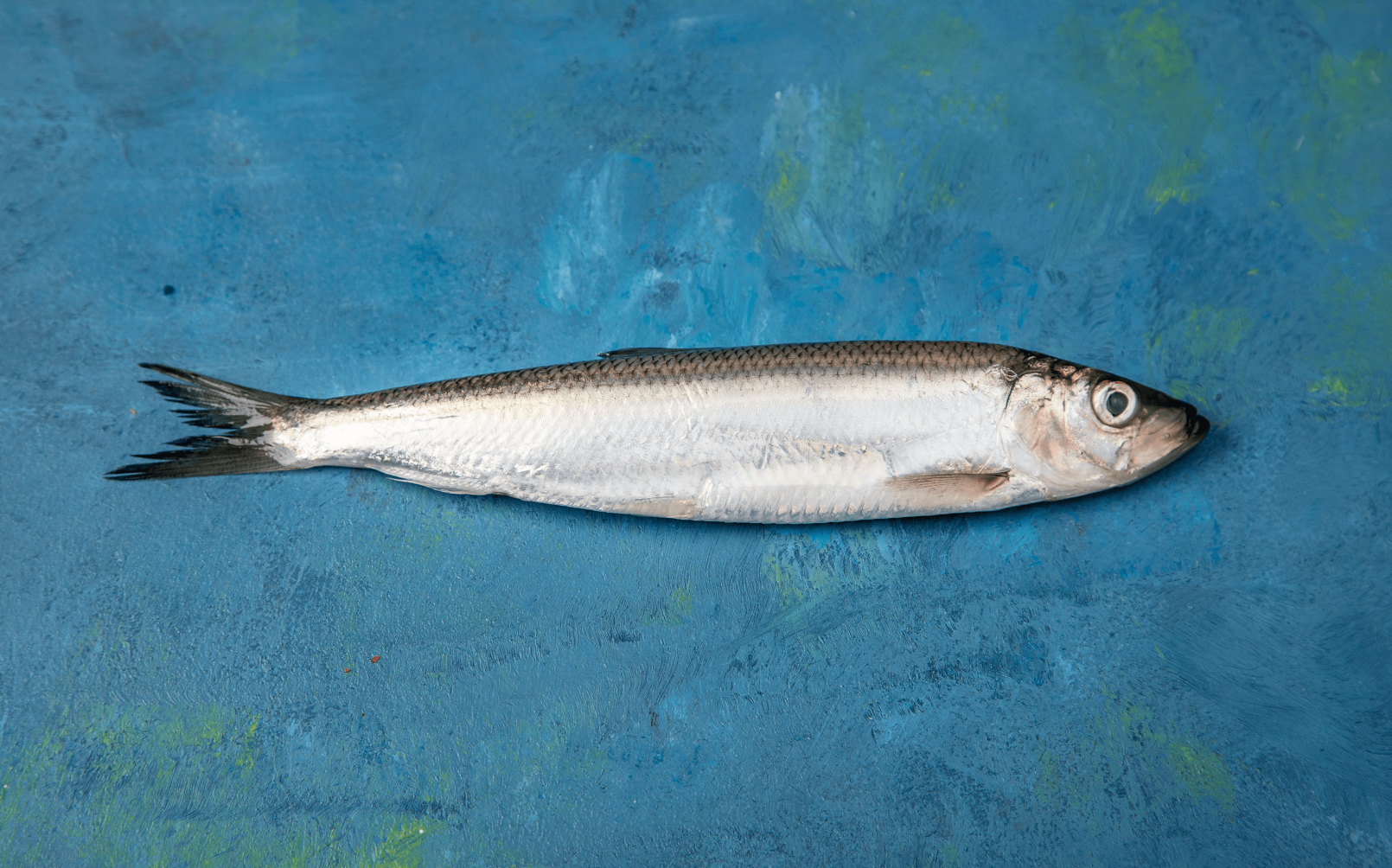 Wartości odżywcze śledzia